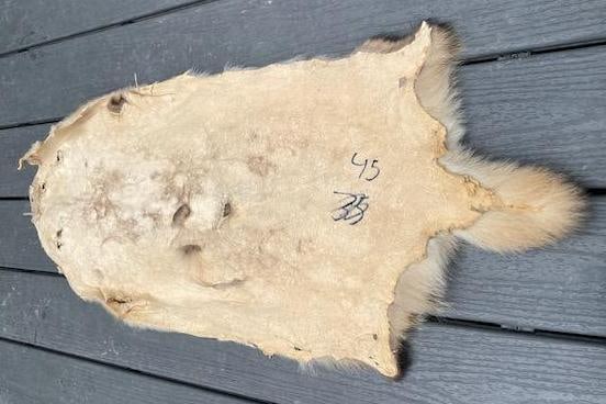 *New* Soft and Tanned XXL North American BADGER Hide, Fur, or Skin - 5