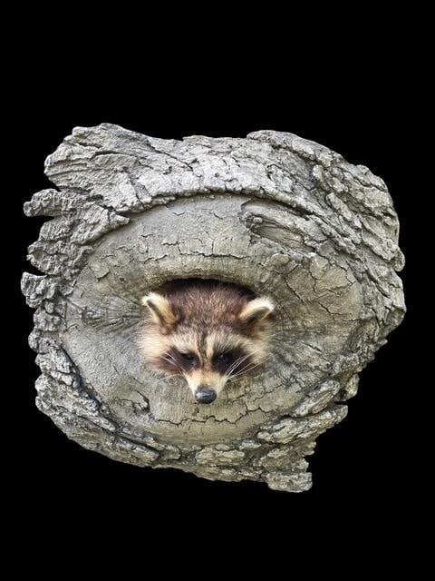 *New* RACCOON or COON Sticking his Head out of a Reproduction Wood Knothole - 4