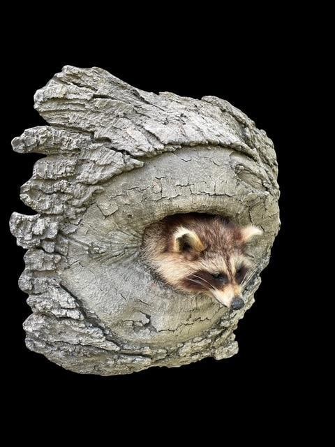 *New* RACCOON or COON Sticking his Head out of a Reproduction Wood Knothole - 6