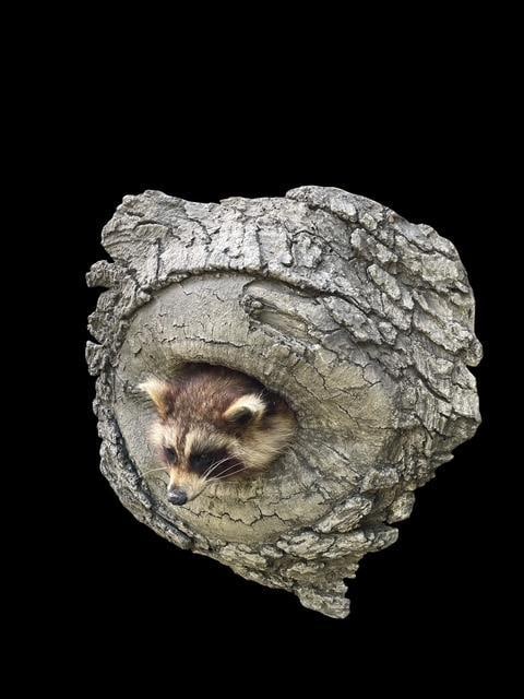 *New* RACCOON or COON Sticking his Head out of a Reproduction Wood Knothole - 8
