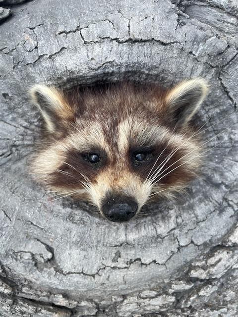 *New* RACCOON or COON Sticking his Head out of a Reproduction Wood Knothole - 9