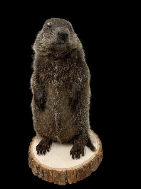 *New* Little GROUND HOG or WOODCHUCK on a Log Slice Base - 2