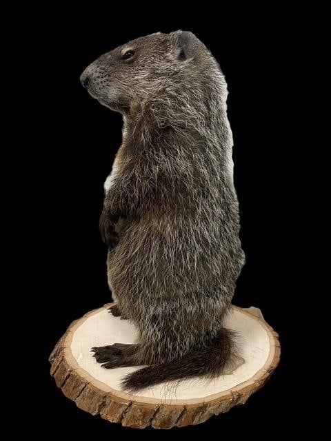 *New* Little GROUND HOG or WOODCHUCK on a Log Slice Base - 6