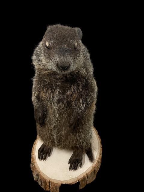 *New* Little GROUND HOG or WOODCHUCK on a Log Slice Base - 7
