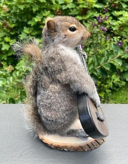 *New* Guitar Playing Norwegian Rock Star SQUIRREL! - 2