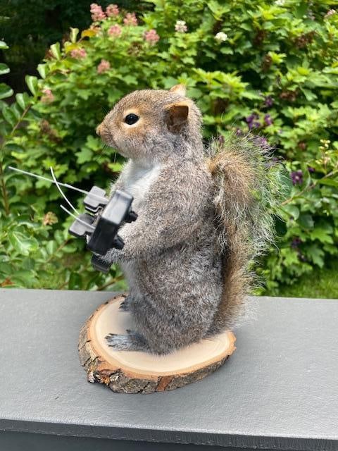 *New* Guitar Playing Norwegian Rock Star SQUIRREL! - 4