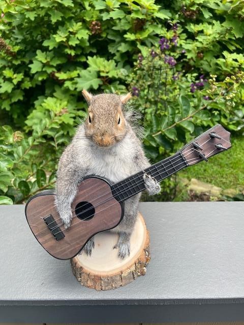 *New* Guitar Playing Norwegian Rock Star SQUIRREL! - 5