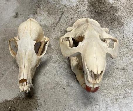 (1) XXL BEAVER Full Skull and (1) XL RED FOX Skull - 2