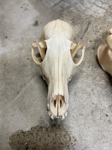 (1) XXL BEAVER Full Skull and (1) XL RED FOX Skull - 3
