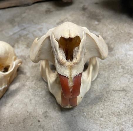 (1) XXL BEAVER Full Skull and (1) XL RED FOX Skull - 4