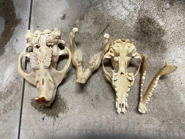 (1) XXL BEAVER Full Skull and (1) XL RED FOX Skull - 7