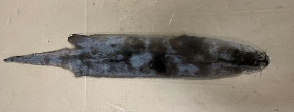 Soft and Tanned North American RIVER OTTER Fur, Hide, or Skin - 2