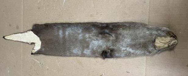 Soft and Tanned North American RIVER OTTER Fur, Hide, or Skin - 3