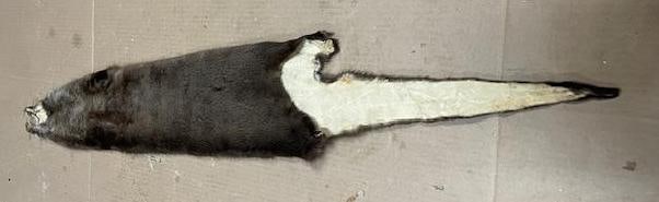 Soft and Tanned North American RIVER OTTER Fur, Hide, or Skin - 4