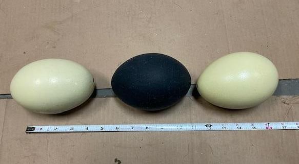 (2) Cleaned EMU Eggs and (1) Cleaned RHEA Egg - 2