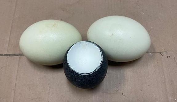 (2) Cleaned EMU Eggs and (1) Cleaned RHEA Egg with the Top Removed - 2