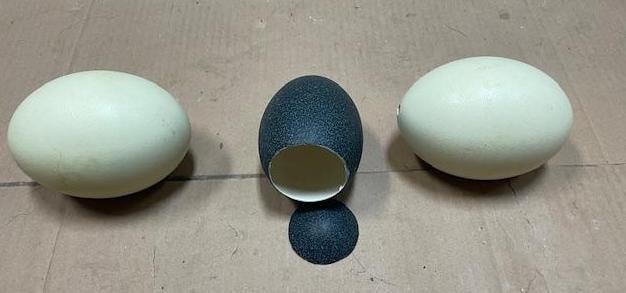 (2) Cleaned EMU Eggs and (1) Cleaned RHEA Egg with the Top Removed - 3
