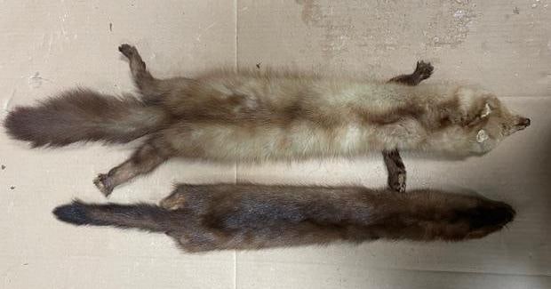 (2) *New* Soft and Tanned Hides, Furs or Skins. (1) PINE MARTEN and (1) MINK - 2