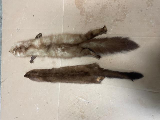 (2) *New* Soft and Tanned Hides, Furs or Skins. (1) PINE MARTEN and (1) MINK - 3