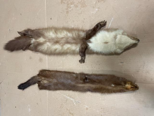 (2) *New* Soft and Tanned Hides, Furs or Skins. (1) PINE MARTEN and (1) MINK - 4