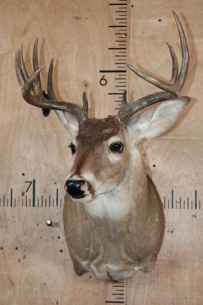 11-Point WHITETAIL DEER Shoulder Mount - 2
