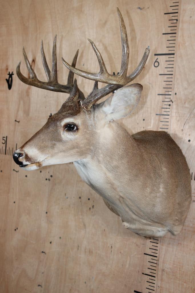 11-Point WHITETAIL DEER Shoulder Mount - 3