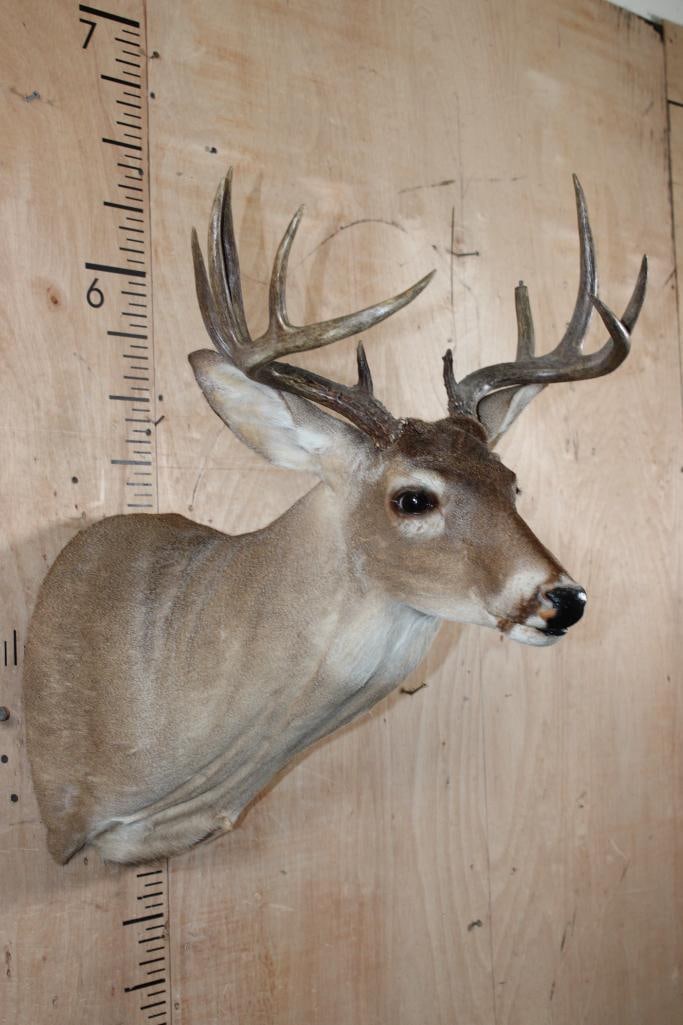 11-Point WHITETAIL DEER Shoulder Mount - 4