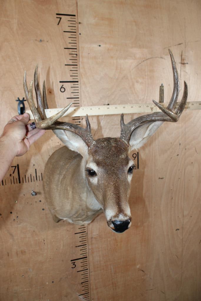 11-Point WHITETAIL DEER Shoulder Mount - 5