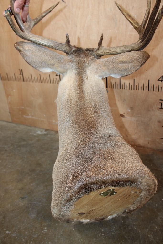11-Point WHITETAIL DEER Shoulder Mount - 6