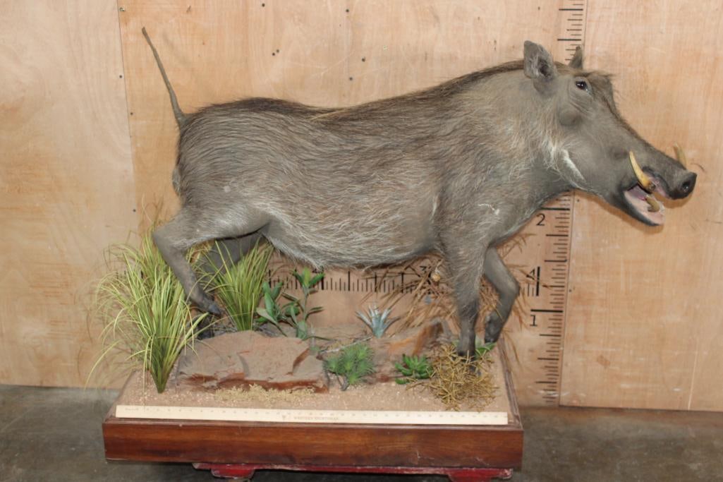 Life-sized WARTHOG with Reproduction Tusks on a Decorative Wood Base - 2
