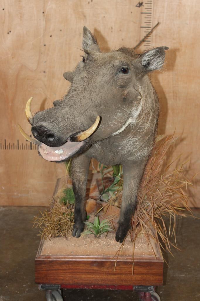 Life-sized WARTHOG with Reproduction Tusks on a Decorative Wood Base - 3