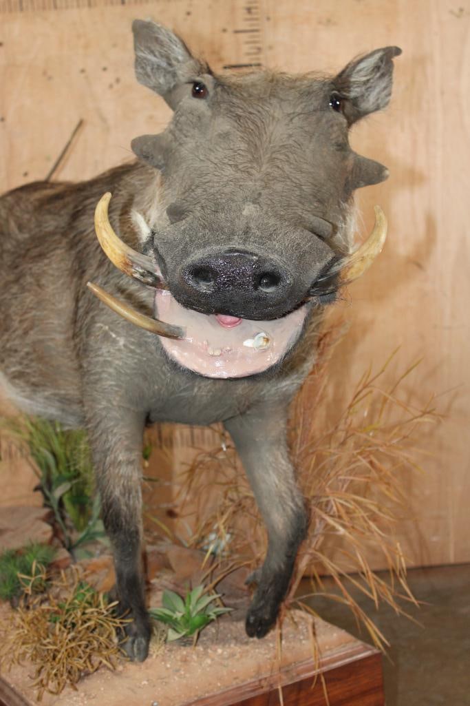 Life-sized WARTHOG with Reproduction Tusks on a Decorative Wood Base - 4