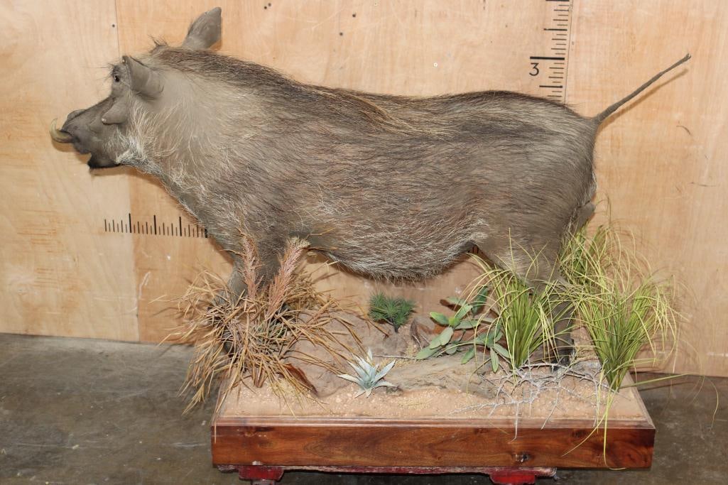 Life-sized WARTHOG with Reproduction Tusks on a Decorative Wood Base - 5