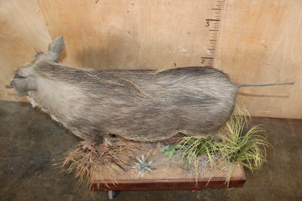Life-sized WARTHOG with Reproduction Tusks on a Decorative Wood Base - 6