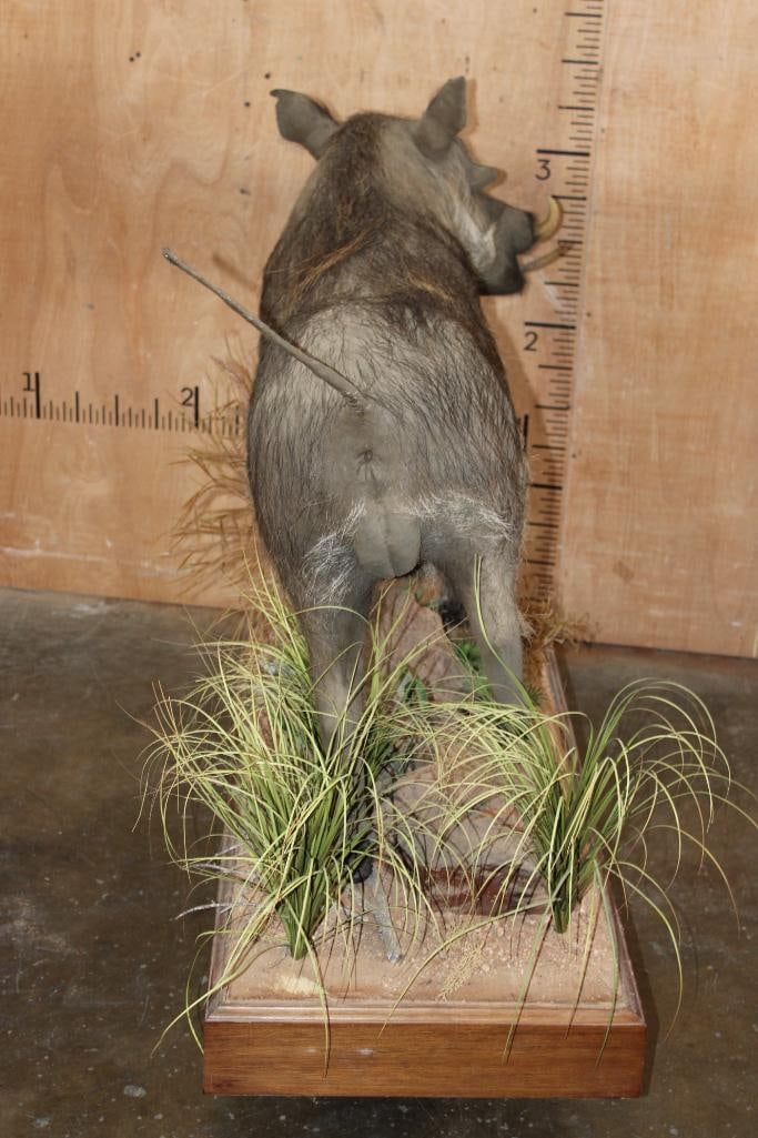 Life-sized WARTHOG with Reproduction Tusks on a Decorative Wood Base - 7