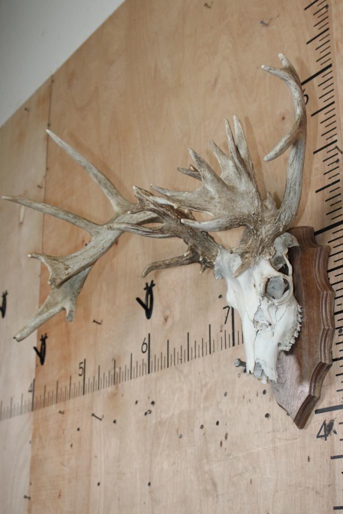 XL 26-Point Non-Typical WHITETAIL DEER Skull - 2