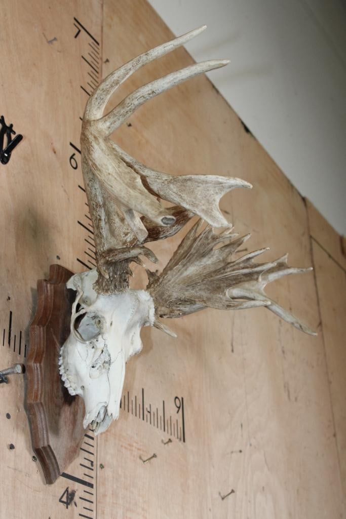 XL 26-Point Non-Typical WHITETAIL DEER Skull - 3
