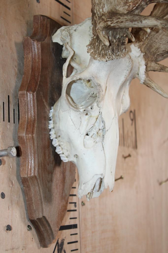 XL 26-Point Non-Typical WHITETAIL DEER Skull - 4