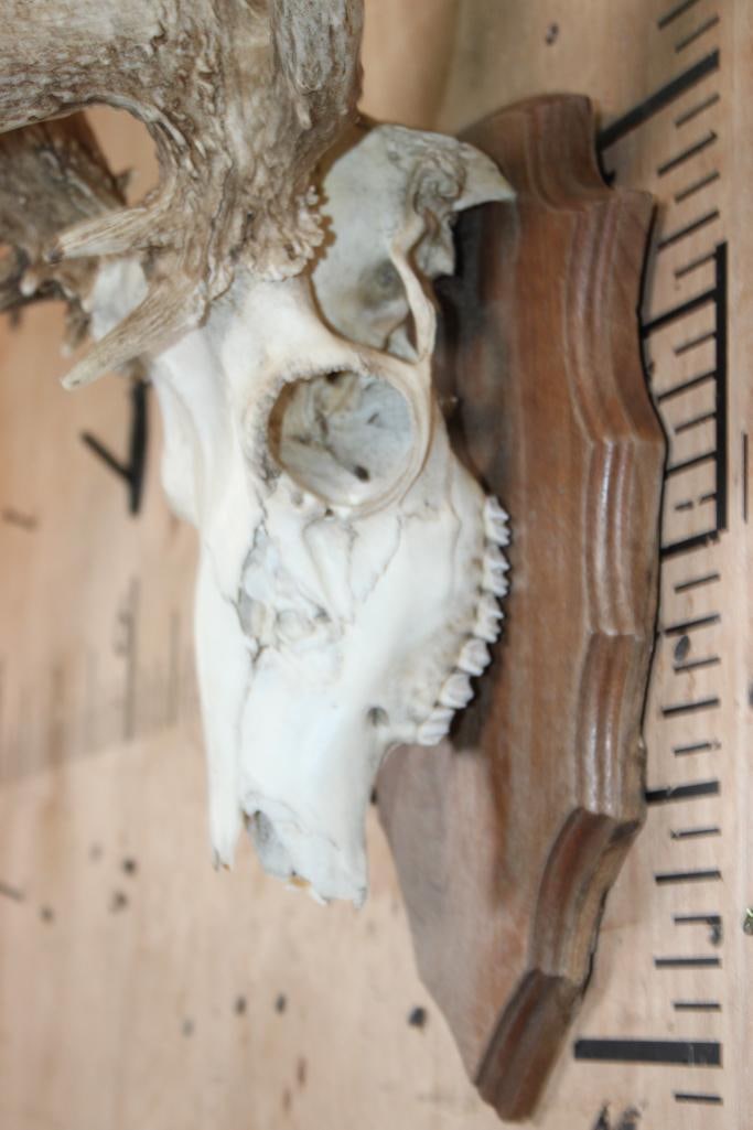 XL 26-Point Non-Typical WHITETAIL DEER Skull - 5