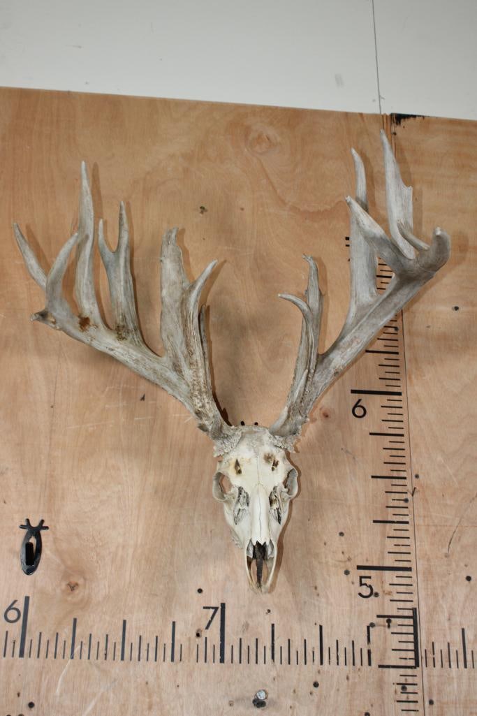 Big 24-Point Typical WHITETAIL DEER Skull with a Tall Rack: Big 24-Point Typical WHITETAIL DEER Skull with a Tall Rack. It has a 24 5/8" Spread and All its Teeth. TAXIDERMY SKULLS 