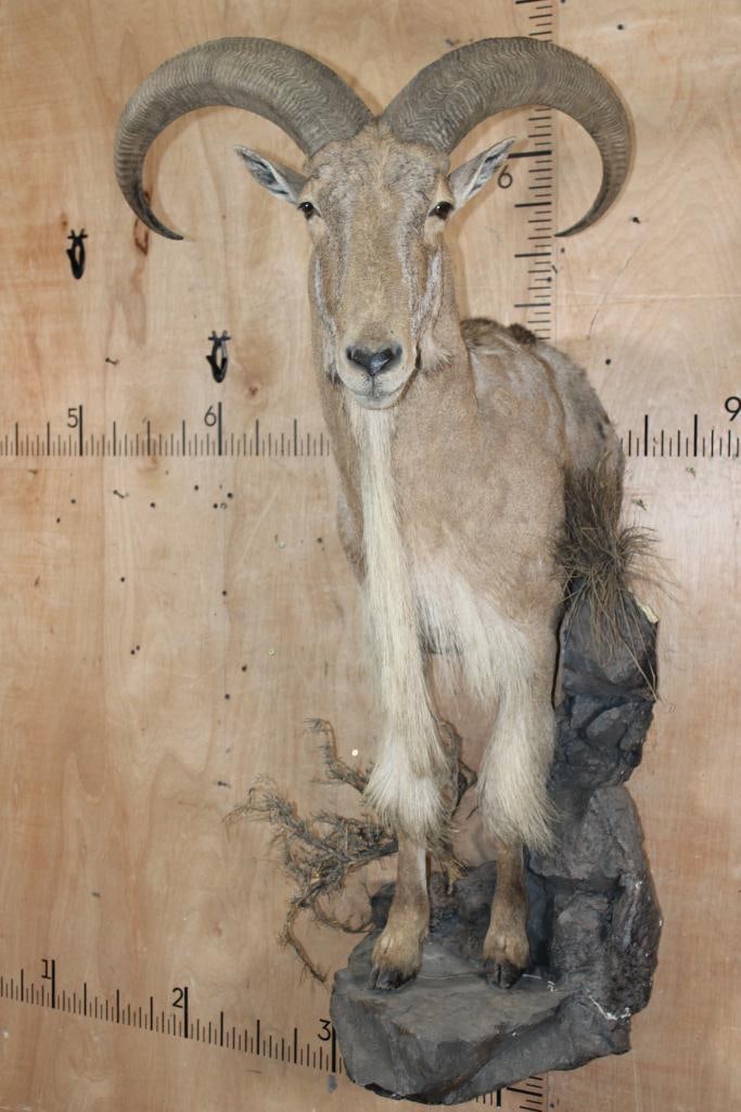 Half-body AOUDAD on a Lightweight Rock Wall Hanging Base: Half-body AOUDAD on a Lightweight Rock (foam) Wall Hanging Base. The Horns measure 27.75" and 27 3/8" Long. The mount is in Very Good Condition, the Base has minor damage. TAXIDERMY 