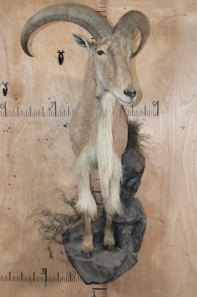 Half-body AOUDAD on a Lightweight Rock Wall Hanging Base - 2