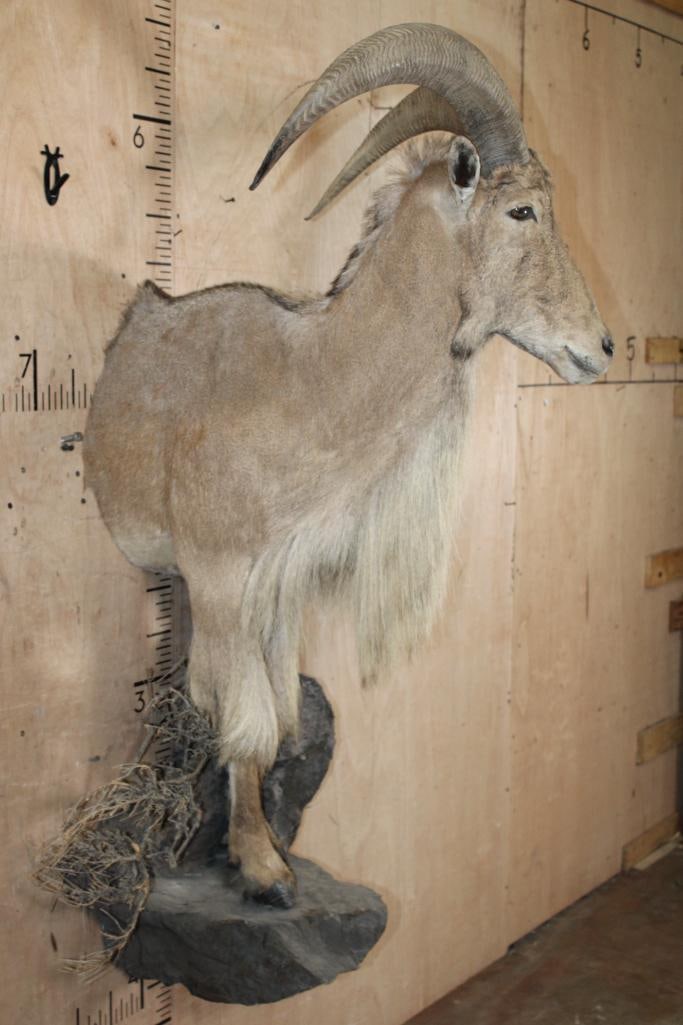 Half-body AOUDAD on a Lightweight Rock Wall Hanging Base - 3