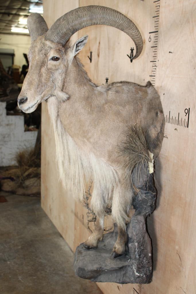Half-body AOUDAD on a Lightweight Rock Wall Hanging Base - 4
