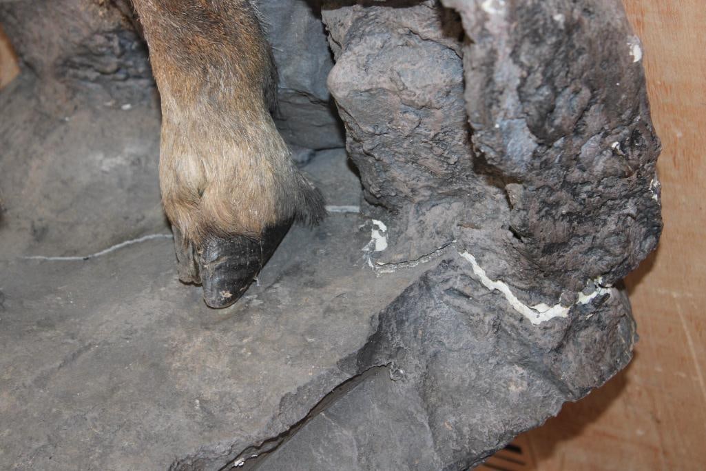 Half-body AOUDAD on a Lightweight Rock Wall Hanging Base - 5