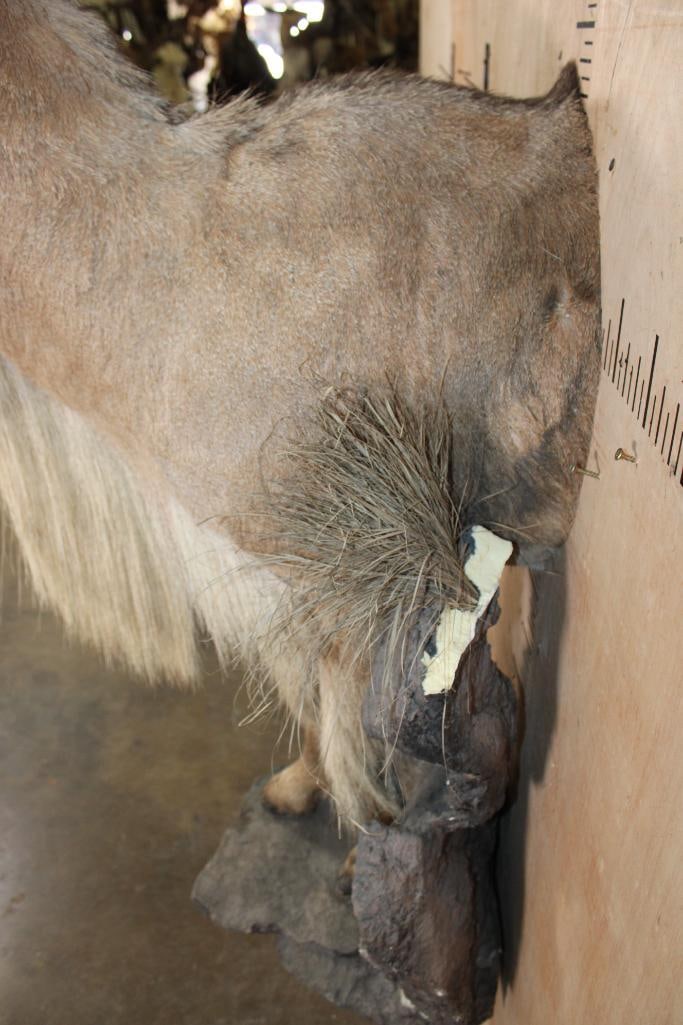 Half-body AOUDAD on a Lightweight Rock Wall Hanging Base - 6
