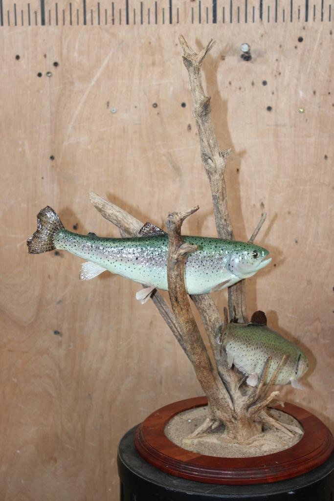 2 *Real Skin* RAINBOW TROUT on a Decorative Table Base - 2