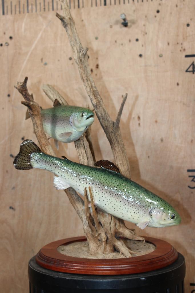 2 *Real Skin* RAINBOW TROUT on a Decorative Table Base - 3