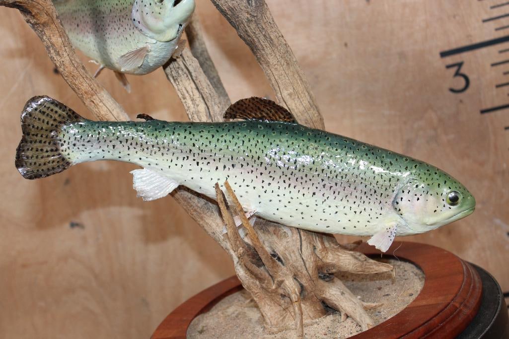 2 *Real Skin* RAINBOW TROUT on a Decorative Table Base - 4