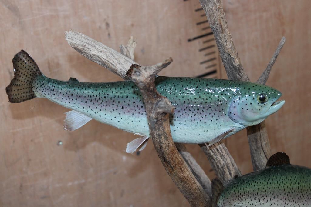 2 *Real Skin* RAINBOW TROUT on a Decorative Table Base - 5